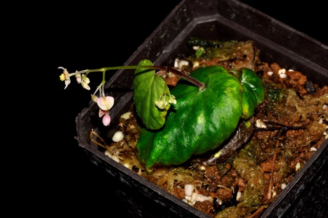 B. prolifera